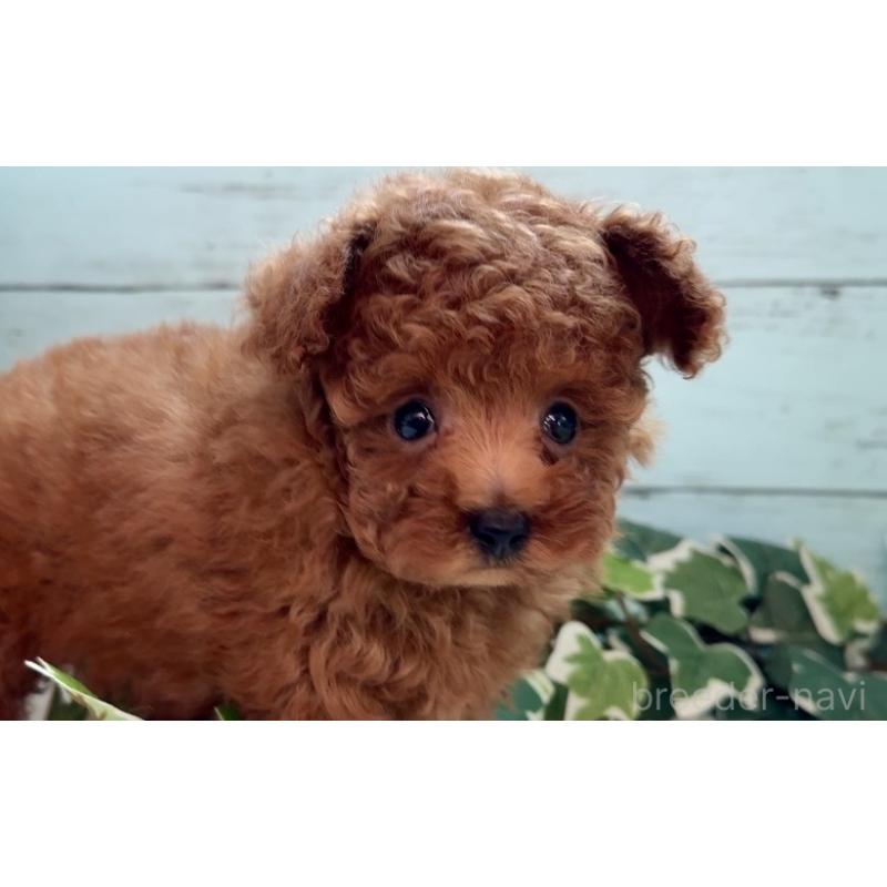 販売中の埼玉県のティーカッププードル-436222の7枚目