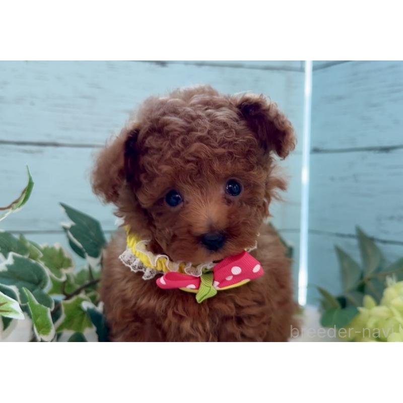 販売中の埼玉県のティーカッププードル-436222の6枚目