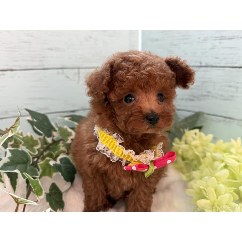 販売中の埼玉県のティーカッププードル-436222の3枚目