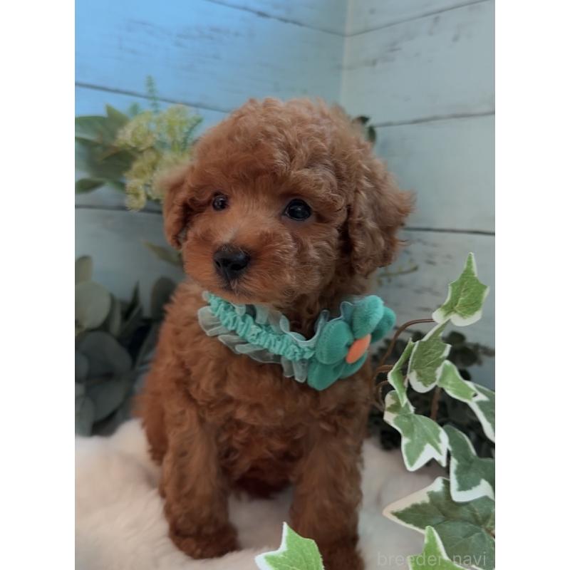 販売中の埼玉県のタイニープードル-436223の7枚目