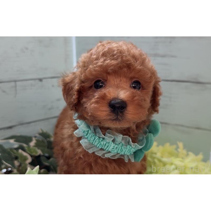 販売中の埼玉県のタイニープードル-436223の6枚目