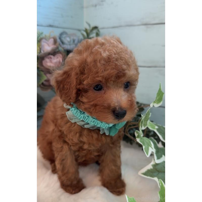 販売中の埼玉県のタイニープードル-436223の5枚目