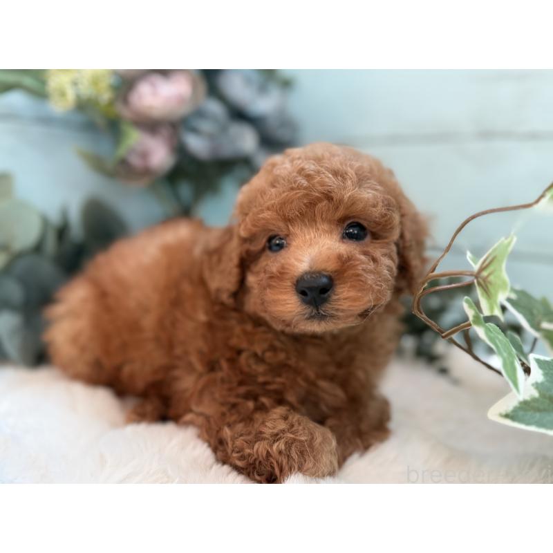 販売中の埼玉県のタイニープードル-436223の3枚目