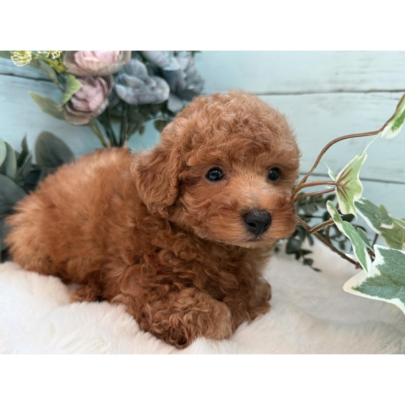 販売中の埼玉県のタイニープードル-436223の2枚目