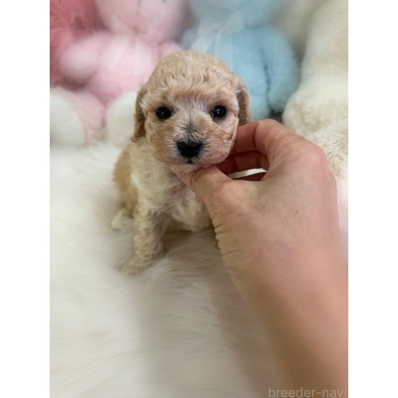 販売中の香川県のビションプー:ビションフリーゼ×トイプードル-436225の5枚目