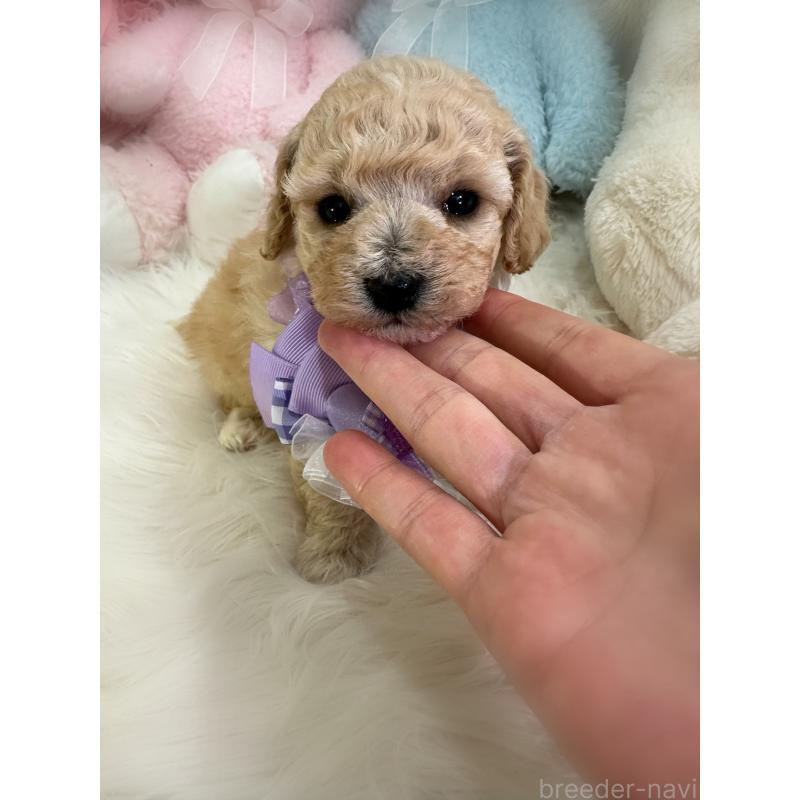 販売中の香川県のビションプー:ビションフリーゼ×トイプードル-436225の4枚目