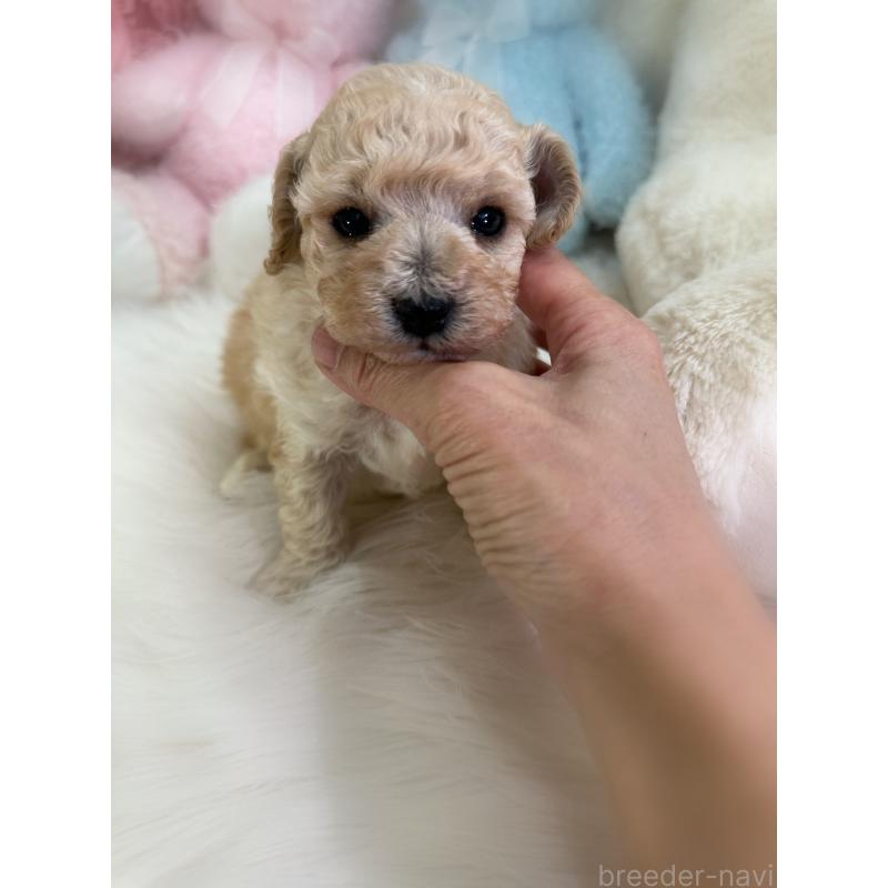 販売中の香川県のビションプー:ビションフリーゼ×トイプードル-436225の3枚目