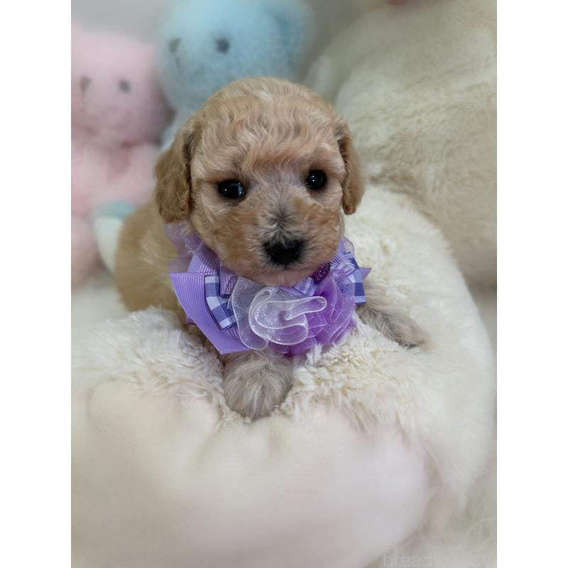 販売中の香川県のビションプー:ビションフリーゼ×トイプードル-436225の2枚目