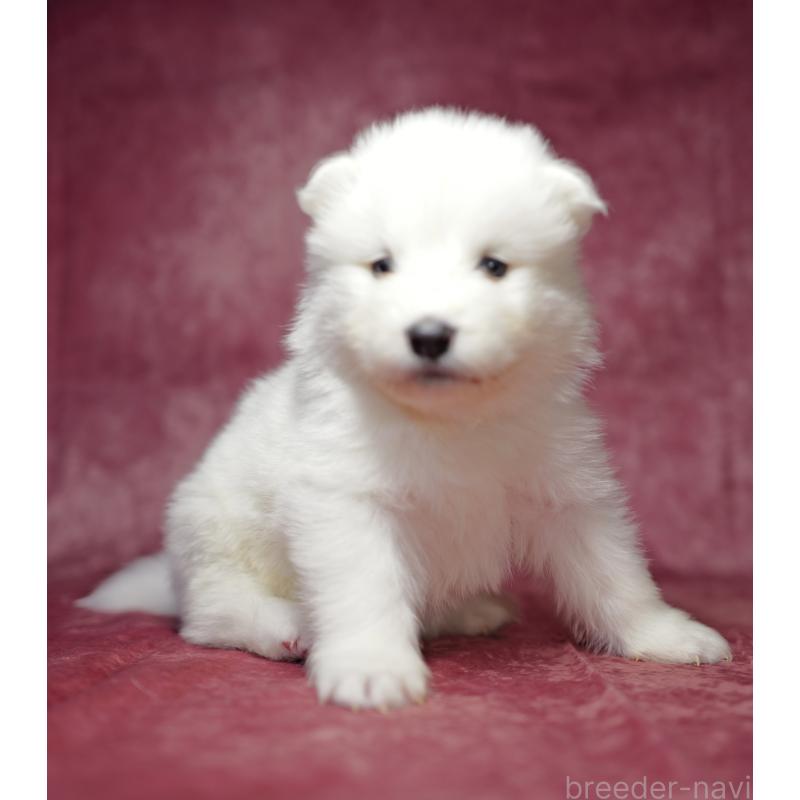 商談中の埼玉県のサモエド-433275の8枚目