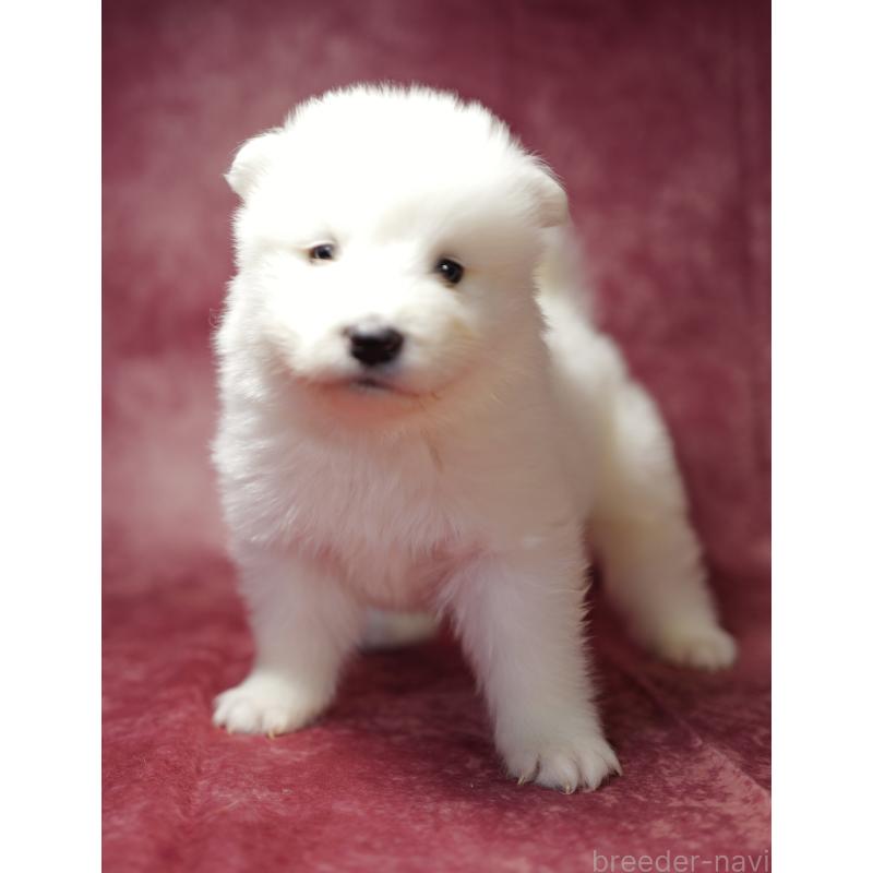 商談中の埼玉県のサモエド-433275の5枚目