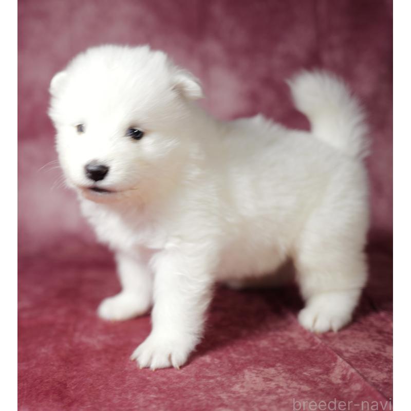 商談中の埼玉県のサモエド-433275の4枚目