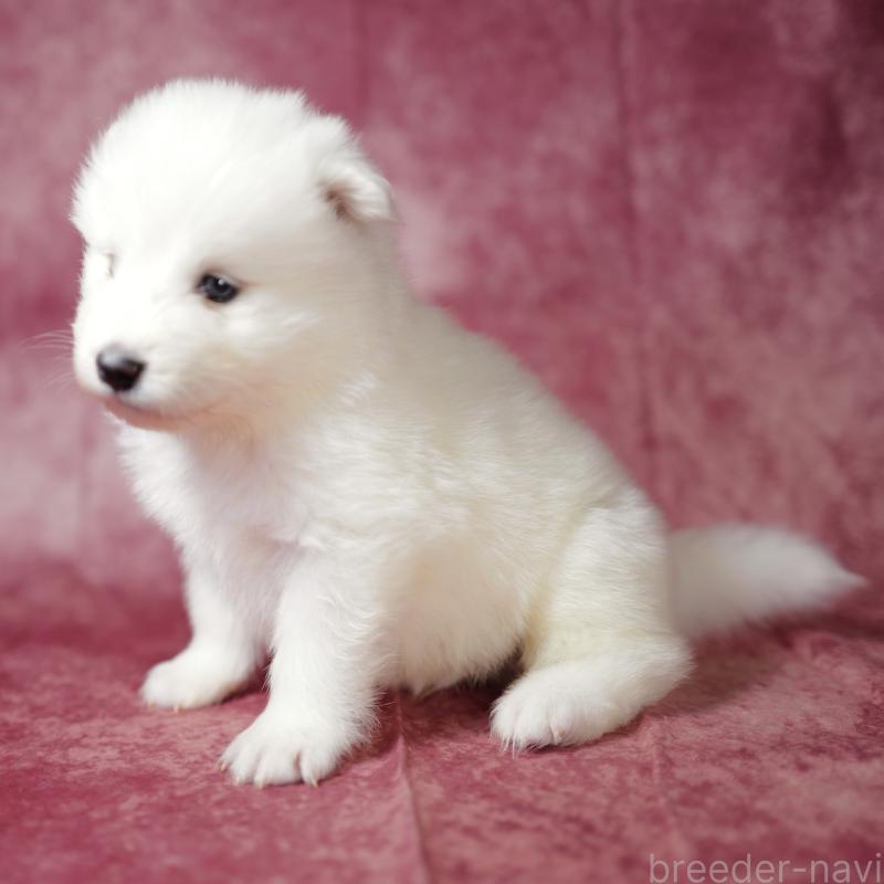 商談中の埼玉県のサモエド-433275の3枚目