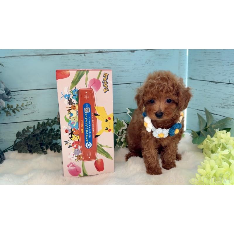 販売中の埼玉県のタイニープードル-436224の7枚目