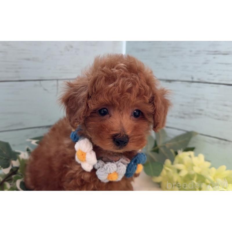 販売中の埼玉県のタイニープードル-436224の5枚目