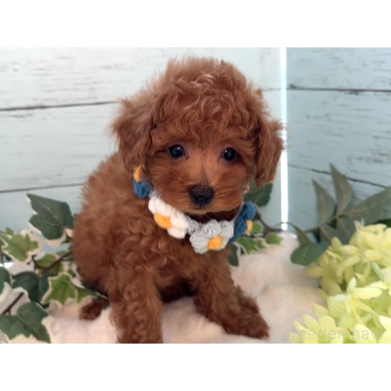 販売中の埼玉県のタイニープードル-436224の3枚目