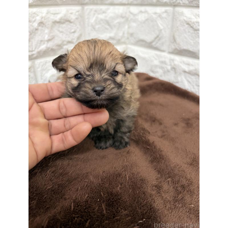 販売中の熊本県のポメプー:ポメラニアン×トイプードル-436226の2枚目