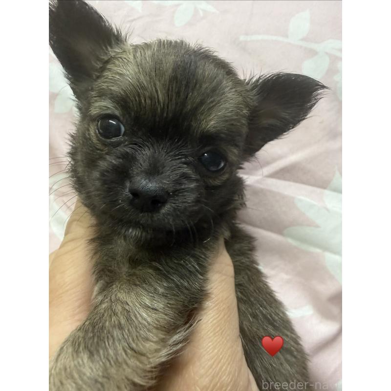 販売中の愛知県のチワワ(ロングコート)-436227の3枚目