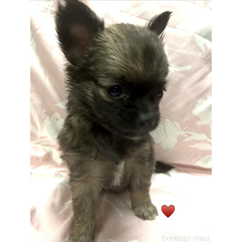 販売中の愛知県のチワワ(ロングコート)-436227の2枚目