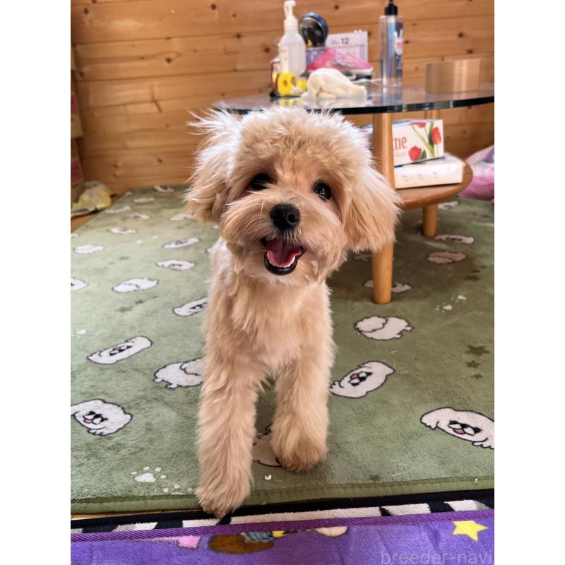 販売中の埼玉県のマルプー:マルチーズ×トイプードル-403918の5枚目