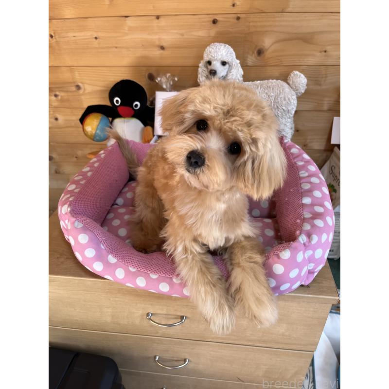 販売中の埼玉県のマルプー:マルチーズ×トイプードル-403918の4枚目