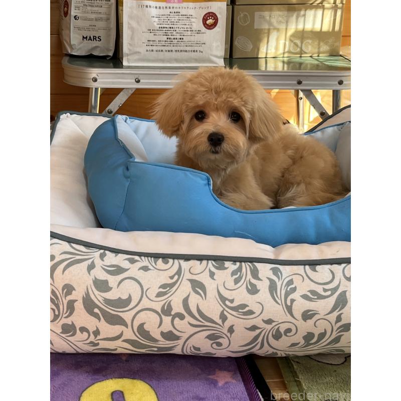 販売中の埼玉県のマルプー:マルチーズ×トイプードル-403918の3枚目