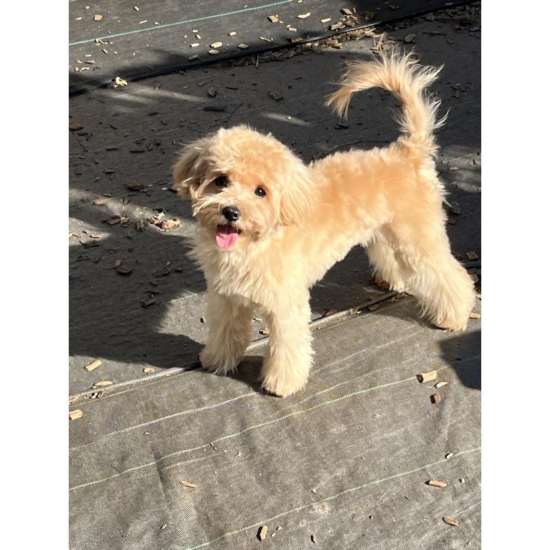 販売中の埼玉県のマルプー:マルチーズ×トイプードル-403918の2枚目