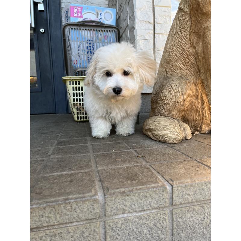 成約済の埼玉県のミックス犬-422347の4枚目