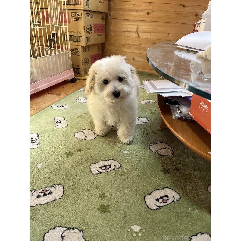 成約済の埼玉県のミックス犬-422347の3枚目