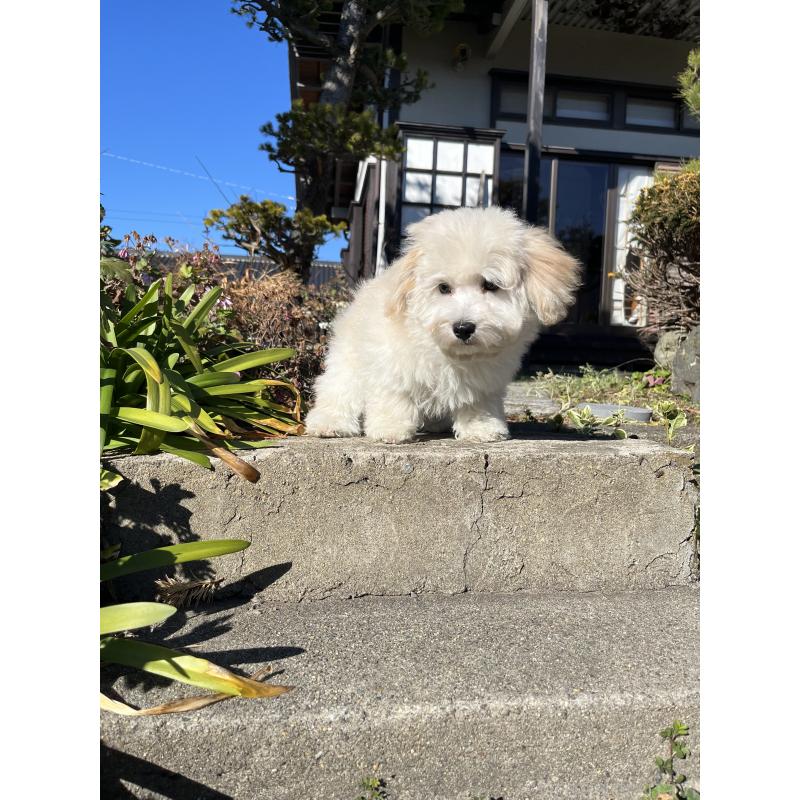 成約済の埼玉県のミックス犬-422347の2枚目