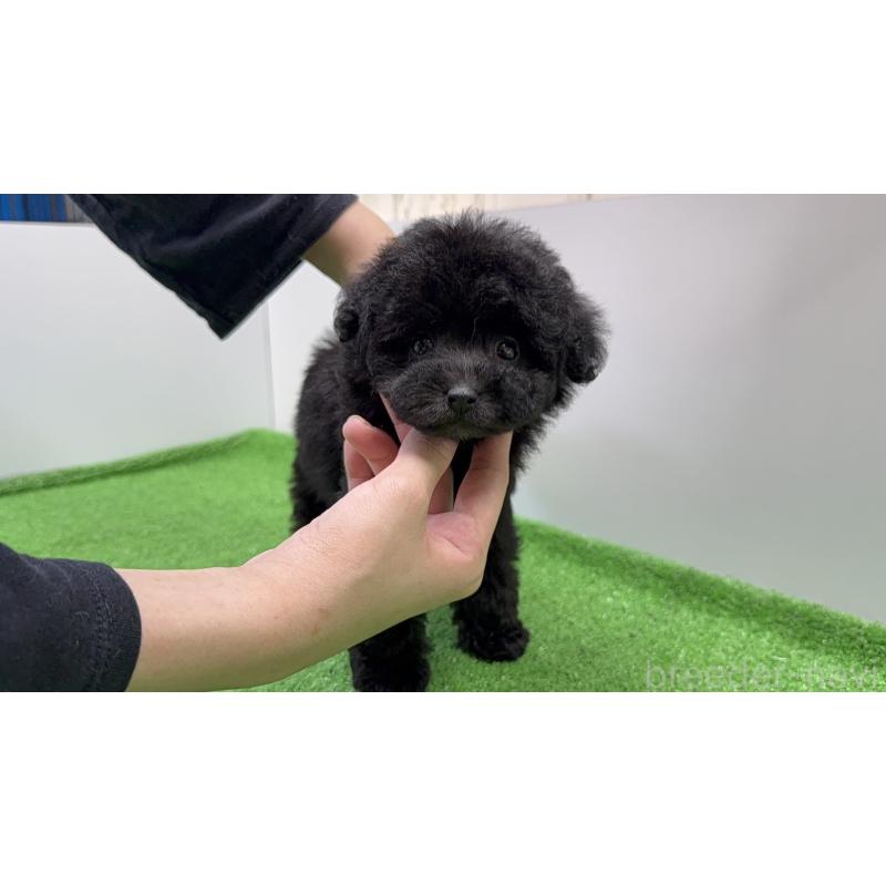 販売中の新潟県のティーカッププードル-436230の2枚目