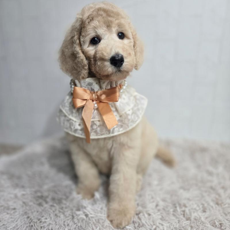 販売中の石川県のスタンダードプードル-434485の6枚目