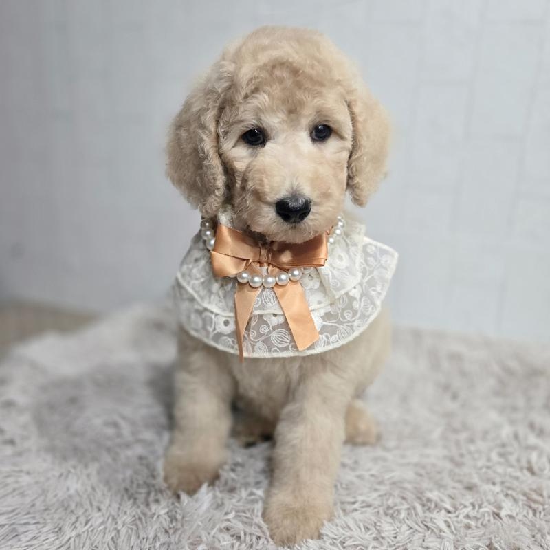 販売中の石川県のスタンダードプードル-434485の4枚目