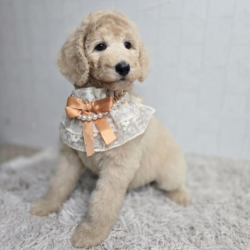 販売中の石川県のスタンダードプードル-434485の3枚目