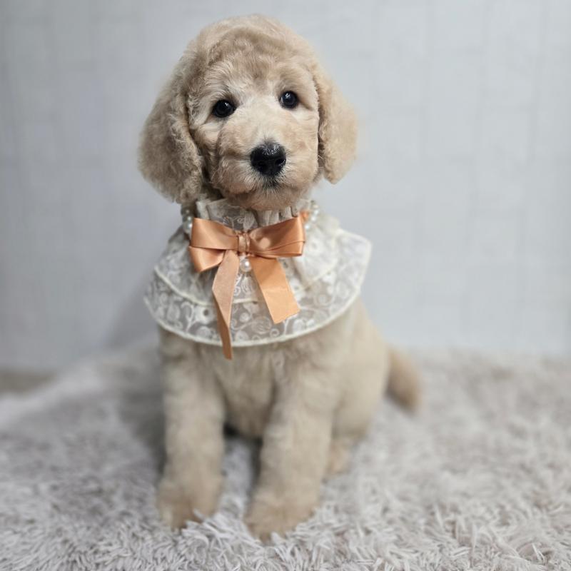 販売中の石川県のスタンダードプードル-434485