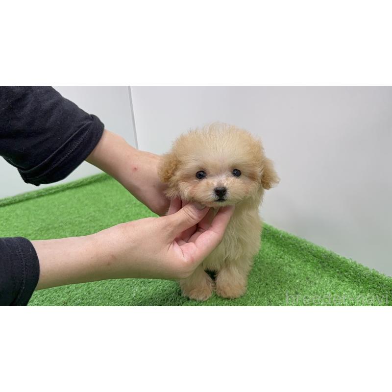 販売中の新潟県のティーカッププードル-436231の7枚目