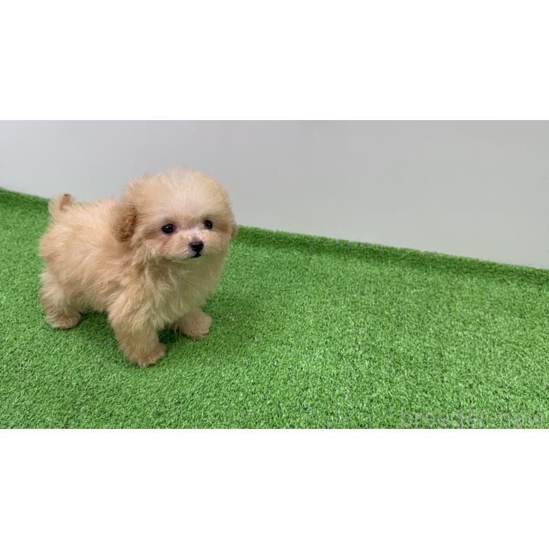 販売中の新潟県のティーカッププードル-436231の3枚目