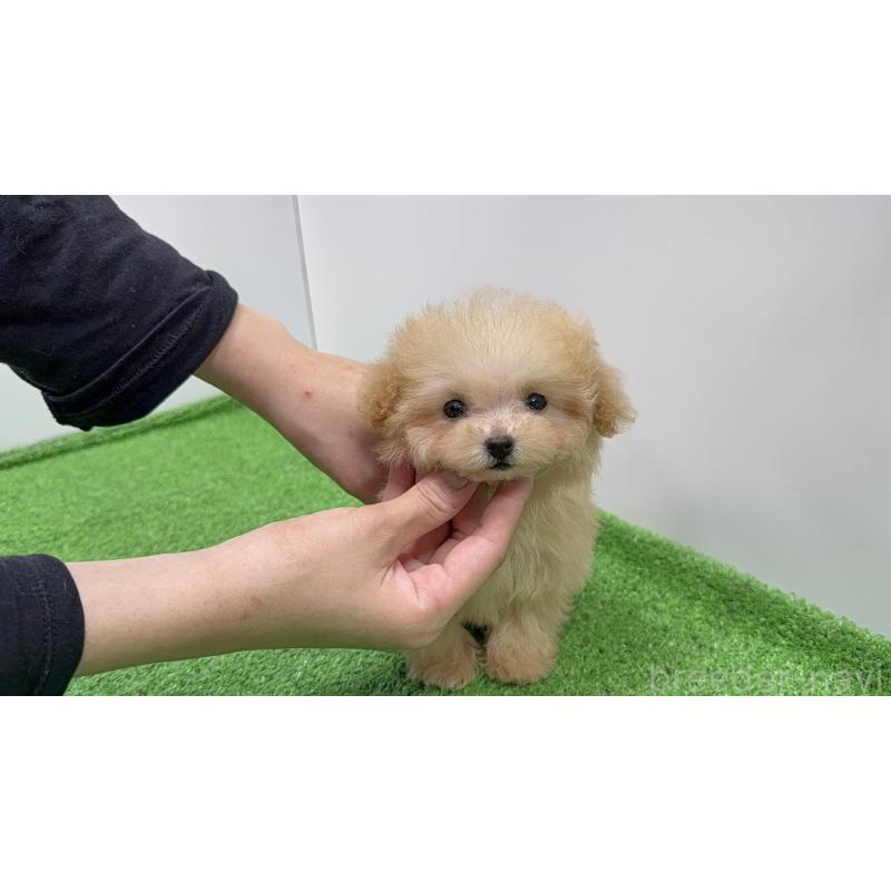 販売中の新潟県のティーカッププードル-436231の2枚目