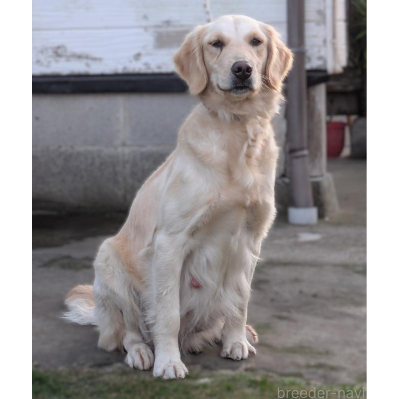 レディーちゃん1枚目