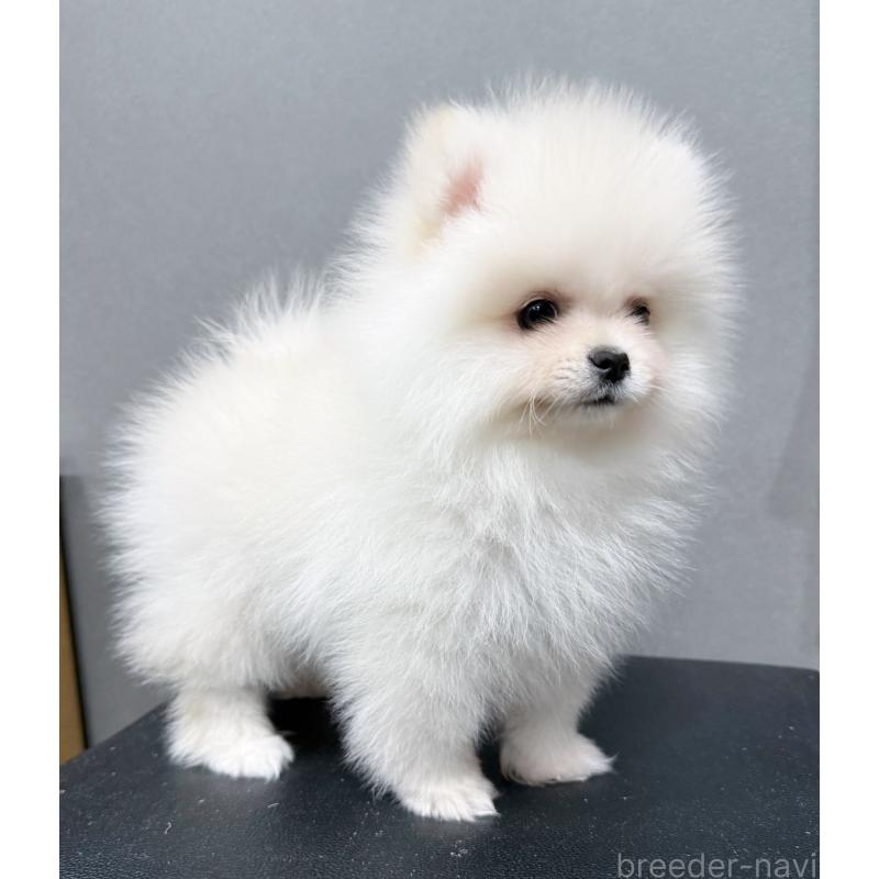 販売中の埼玉県のポメラニアン-436232の8枚目