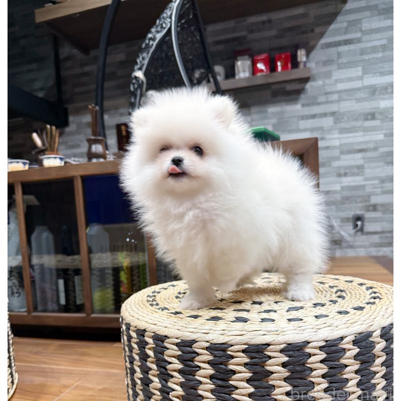 販売中の埼玉県のポメラニアン-436232の6枚目