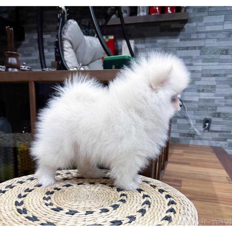 販売中の埼玉県のポメラニアン-436232の5枚目