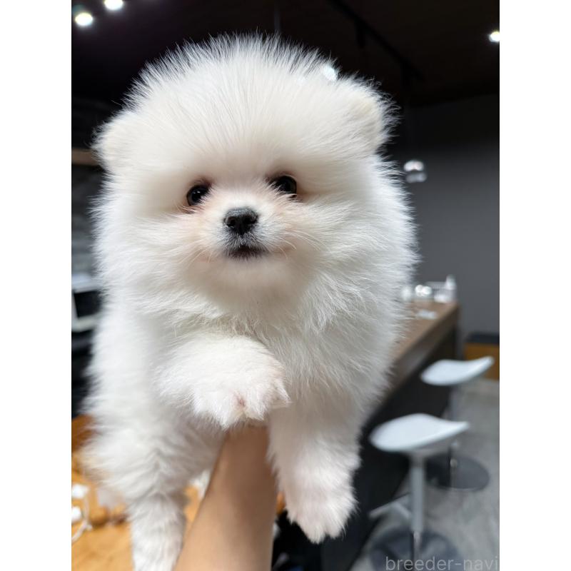 販売中の埼玉県のポメラニアン-436232の4枚目