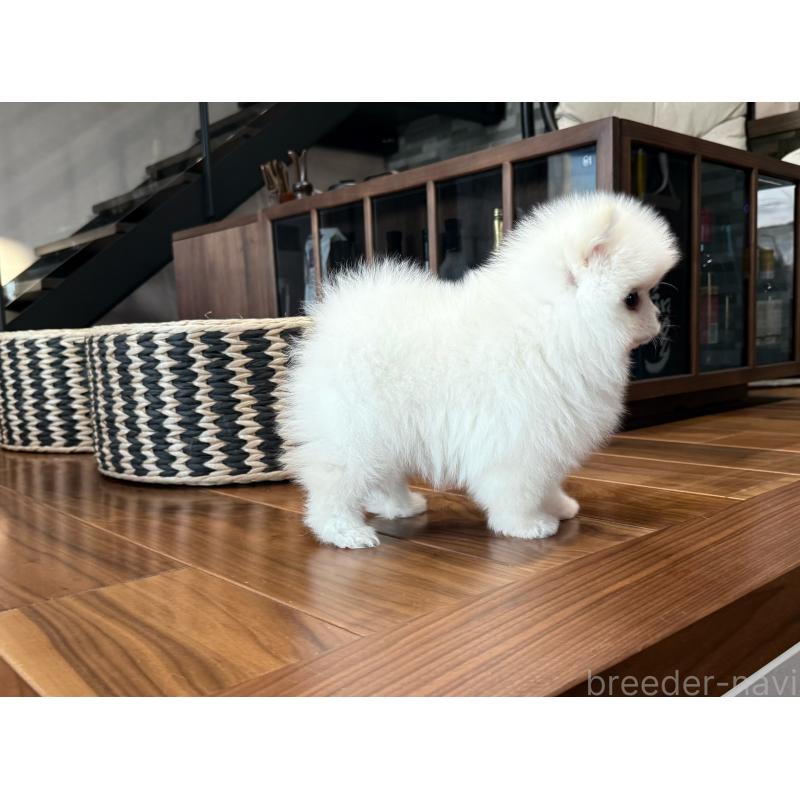 販売中の埼玉県のポメラニアン-436232の3枚目