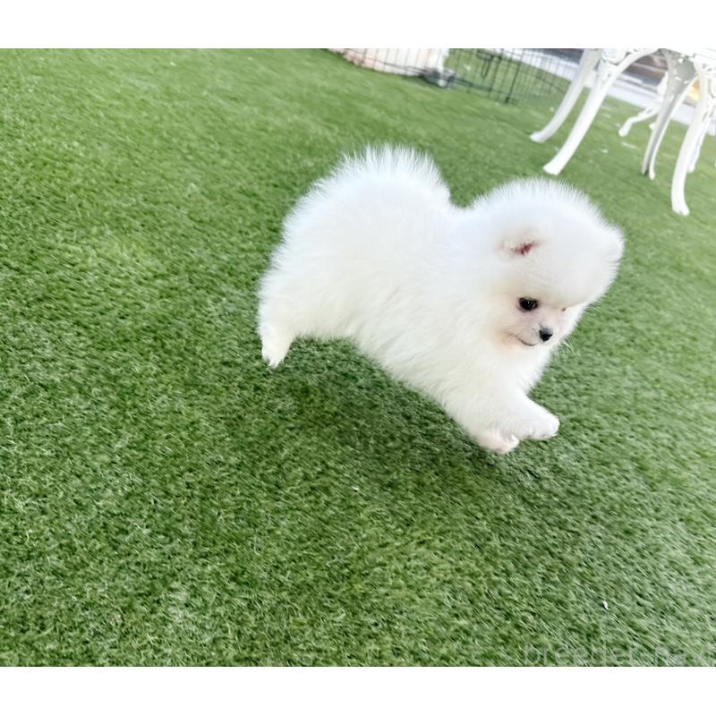 販売中の埼玉県のポメラニアン-436232の2枚目