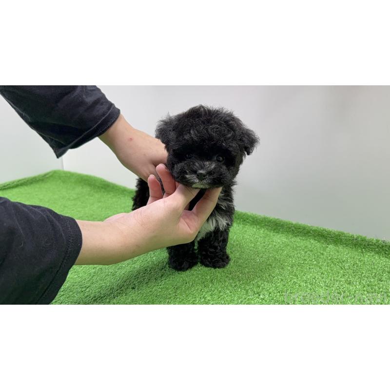 販売中の新潟県のティーカッププードル-436234の8枚目