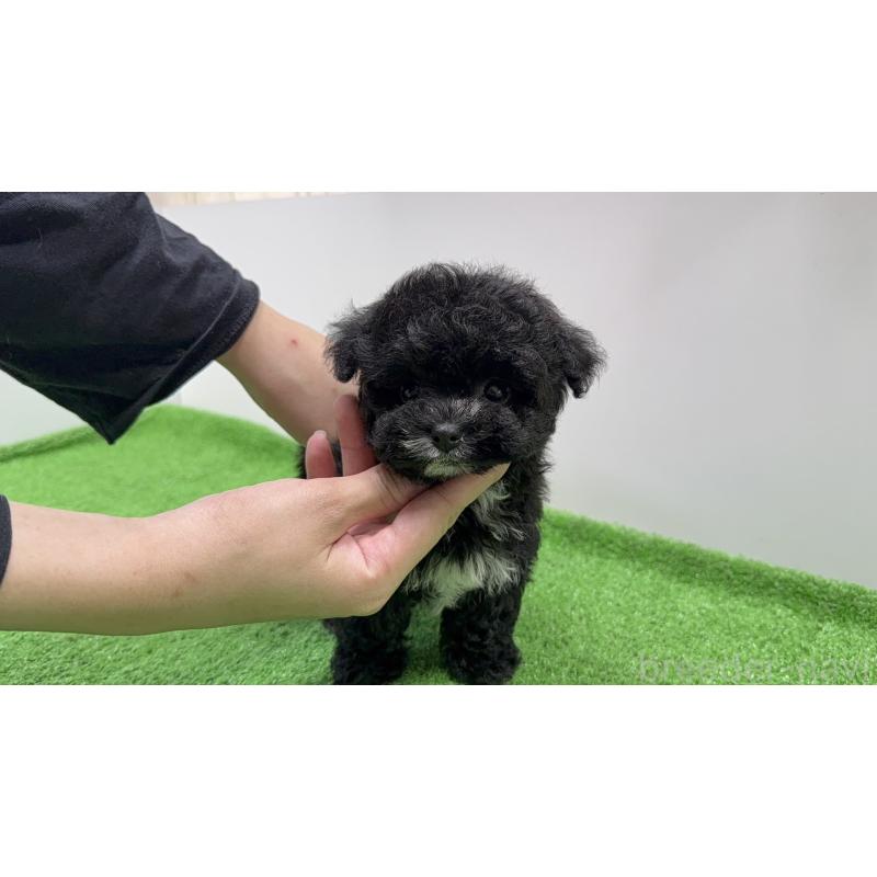 販売中の新潟県のティーカッププードル-436234の6枚目