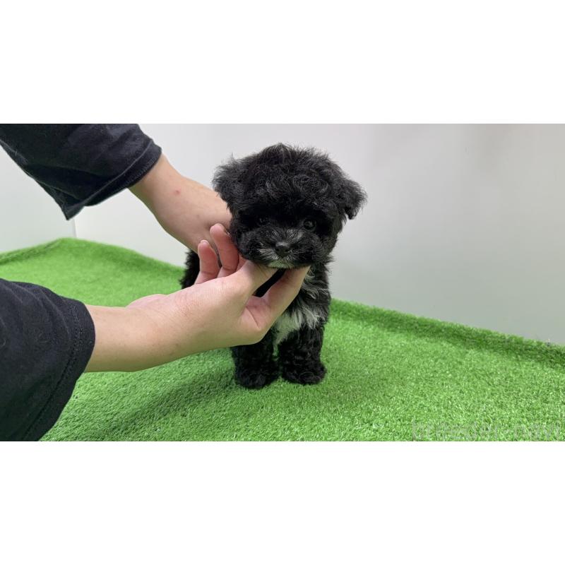 販売中の新潟県のティーカッププードル-436234の5枚目