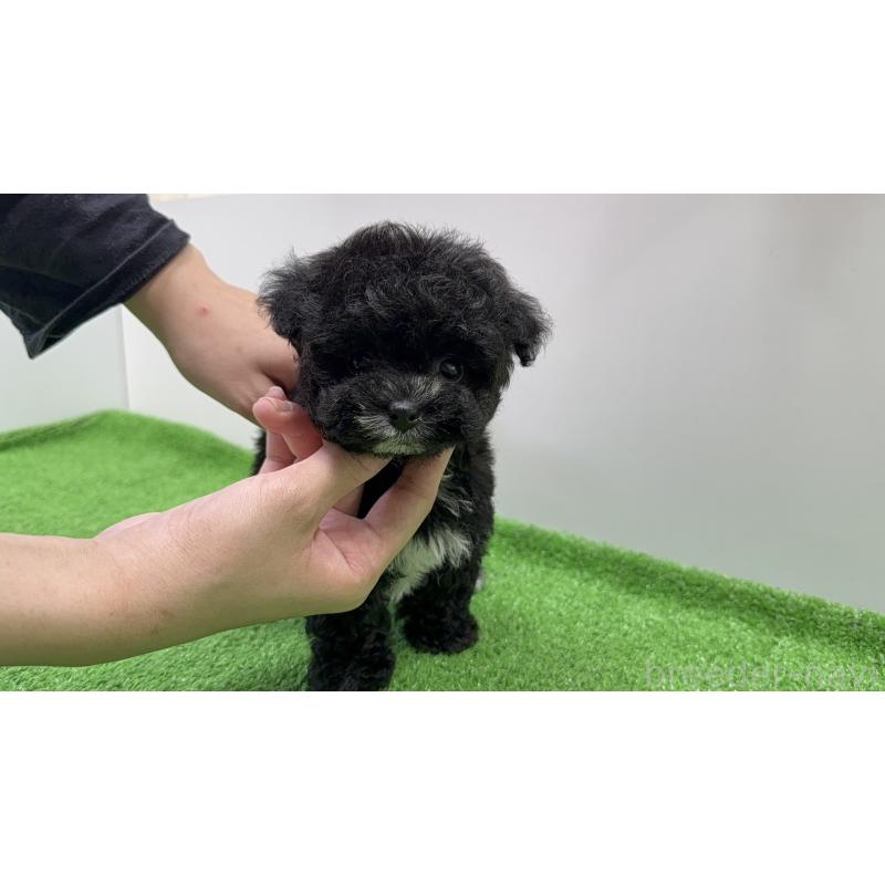 販売中の新潟県のティーカッププードル-436234の4枚目