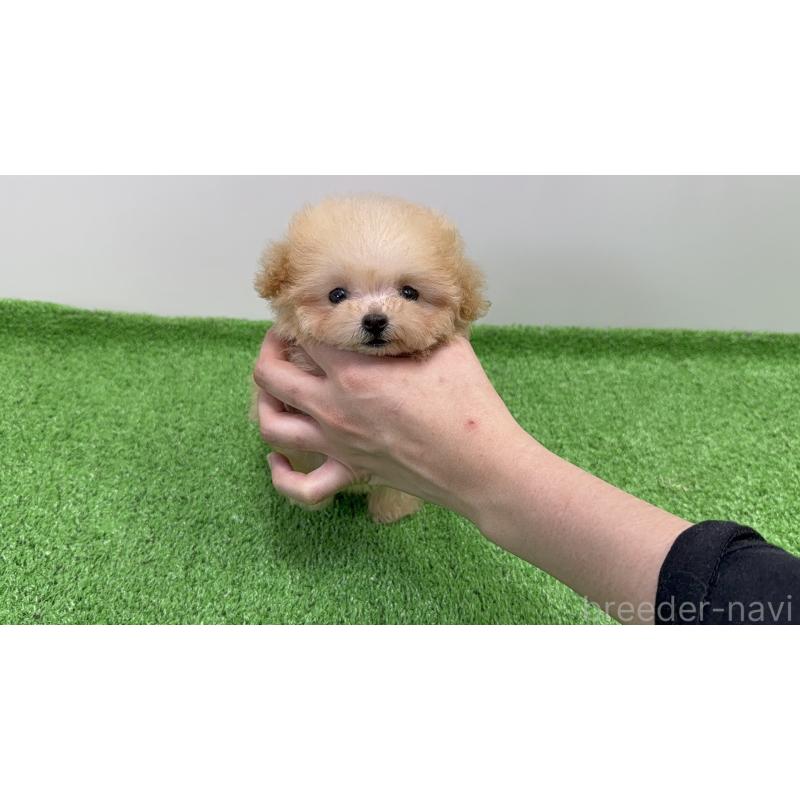 販売中の東京都のティーカッププードル-436233の8枚目