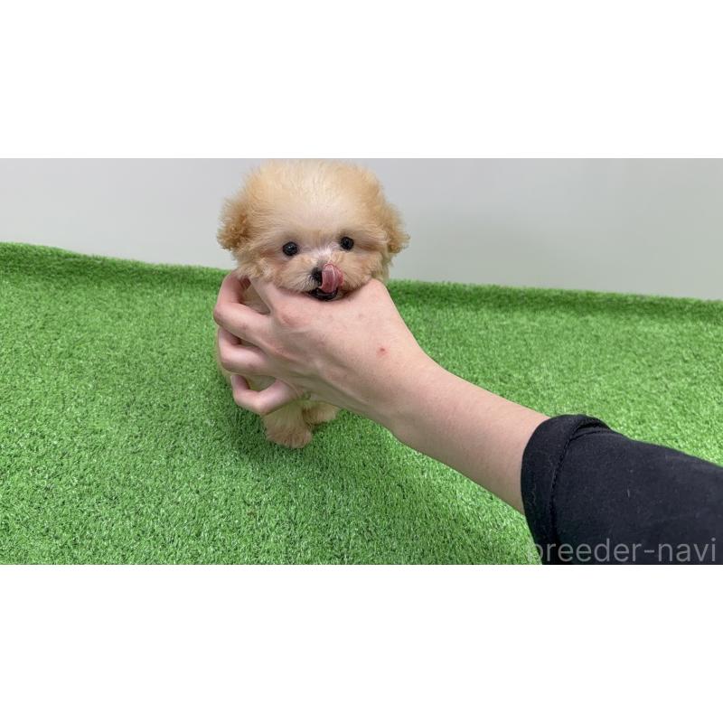 販売中の東京都のティーカッププードル-436233の7枚目